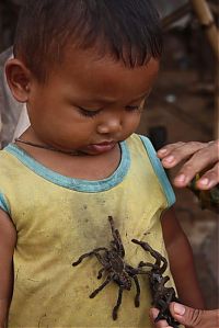 Fauna & Flora: Fried spiders, Skuon, Cambodia