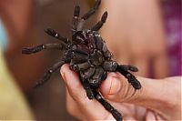 TopRq.com search results: Fried spiders, Skuon, Cambodia