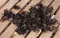 TopRq.com search results: Fried spiders, Skuon, Cambodia