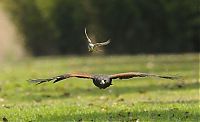 TopRq.com search results: little bird against a hawk