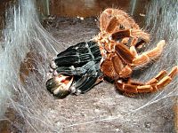 Fauna & Flora: goliath birdeater spider