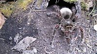 Fauna & Flora: goliath birdeater spider