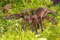 Fauna & Flora: goliath birdeater spider