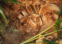 Fauna & Flora: goliath birdeater spider