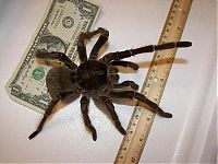 Fauna & Flora: goliath birdeater spider