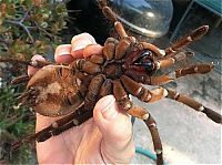 Fauna & Flora: goliath birdeater spider