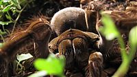 Fauna & Flora: goliath birdeater spider