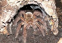 Fauna & Flora: goliath birdeater spider