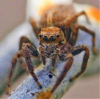 Fauna & Flora: goliath birdeater spider