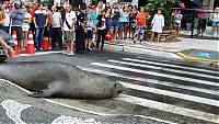 TopRq.com search results: Sea lion on the street, Balneário Camboriú, Brazil