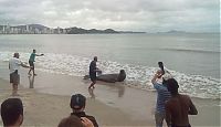 TopRq.com search results: Sea lion on the street, Balneário Camboriú, Brazil