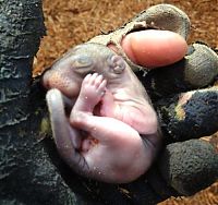 Fauna & Flora: baby squirrel