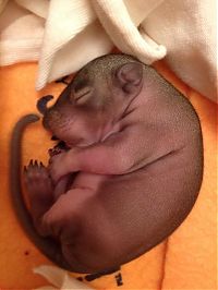 TopRq.com search results: baby squirrel