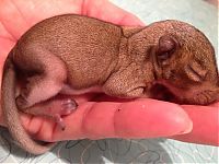 Fauna & Flora: baby squirrel