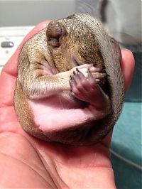 TopRq.com search results: baby squirrel