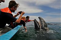 Fauna & Flora: friendly whale