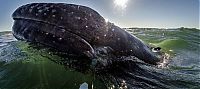 TopRq.com search results: friendly whale