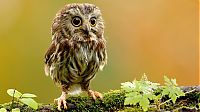 animal photography