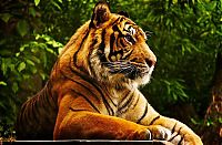Fauna & Flora: animal photography
