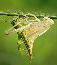 Fauna & Flora: grasshopper moulting
