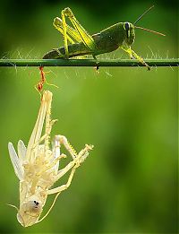 Fauna & Flora: grasshopper moulting