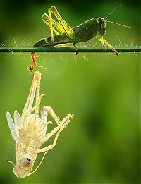 TopRq.com search results: grasshopper moulting