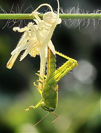 Fauna & Flora: grasshopper moulting