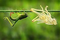 TopRq.com search results: grasshopper moulting