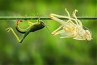 Fauna & Flora: grasshopper moulting