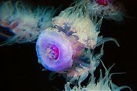 TopRq.com search results: jellyfish