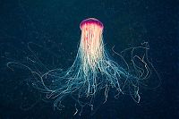 TopRq.com search results: jellyfish