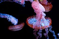 TopRq.com search results: jellyfish