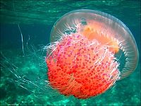 TopRq.com search results: jellyfish