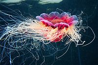 Fauna & Flora: jellyfish