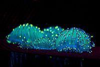 Fauna & Flora: jellyfish