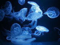 Fauna & Flora: jellyfish