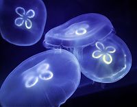 TopRq.com search results: jellyfish