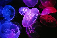 TopRq.com search results: jellyfish