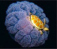 Fauna & Flora: jellyfish
