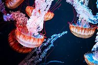 TopRq.com search results: jellyfish