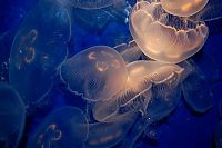 Fauna & Flora: jellyfish