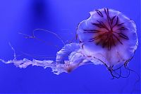 TopRq.com search results: jellyfish