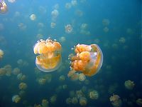 Fauna & Flora: jellyfish