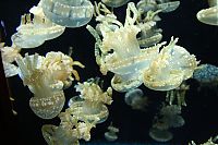 TopRq.com search results: jellyfish