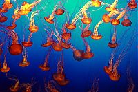 TopRq.com search results: jellyfish