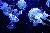 Fauna & Flora: jellyfish