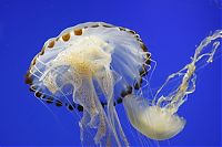 Fauna & Flora: jellyfish