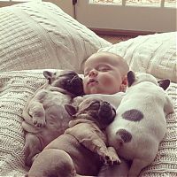 TopRq.com search results: baby with bulldog puppies