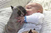 TopRq.com search results: baby with bulldog puppies