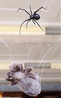 Fauna & Flora: tarantula killed by black widow